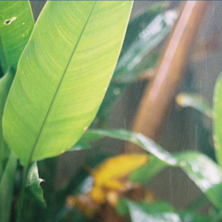 雨打芭蕉
