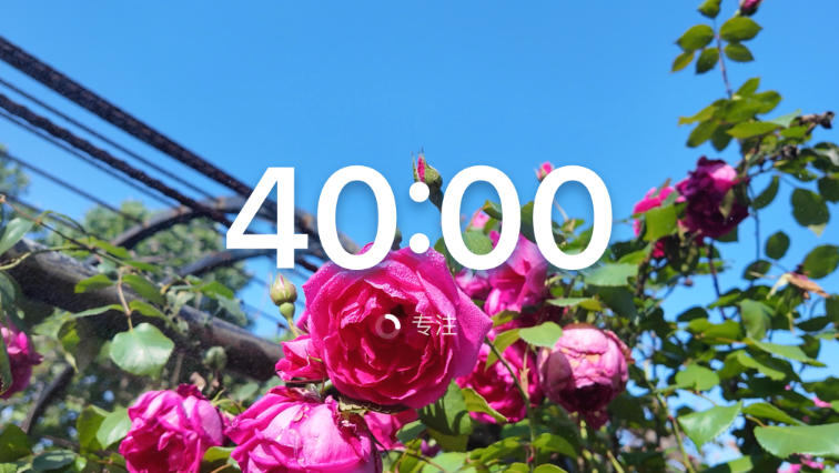 春日蔷薇横屏